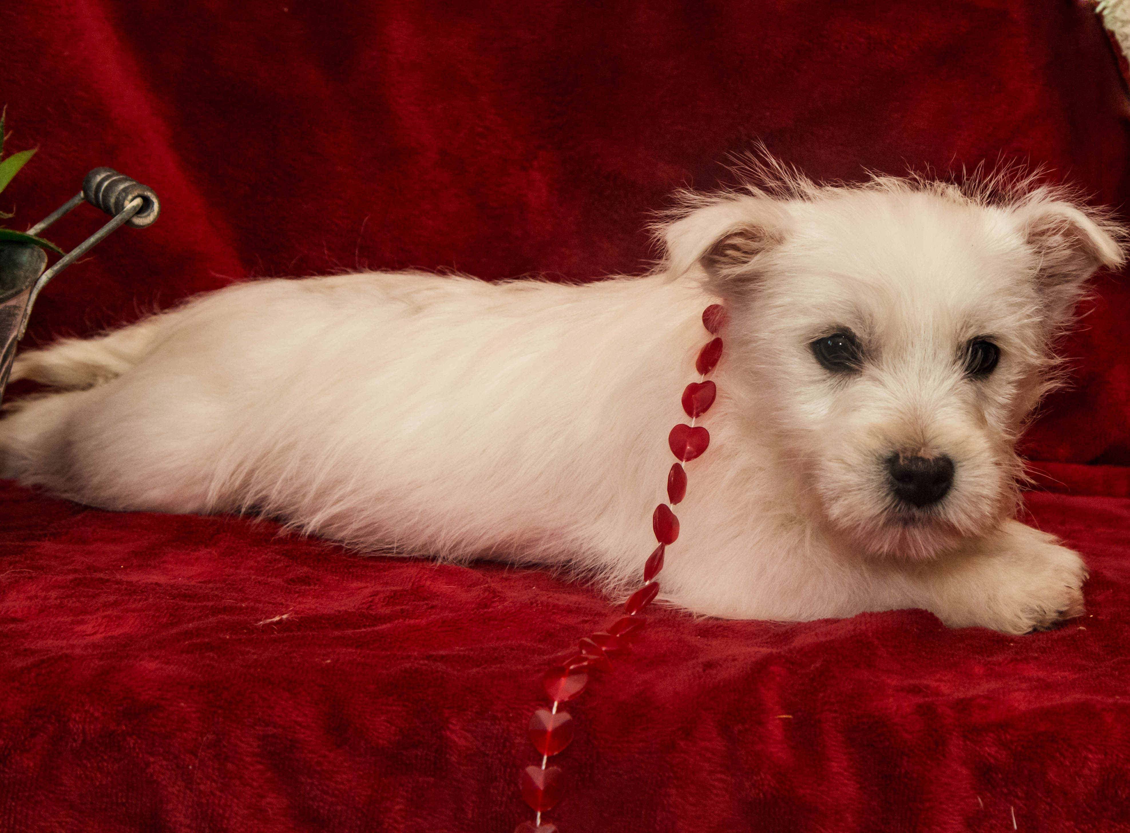 puppy, for, sale, West Highland White Terrier, Amos B. King, dog, breeder, Romney, WV, dog-breeder, puppy-for-sale, forsale, nearby, find, puppyfind, locator, puppylocator, aca